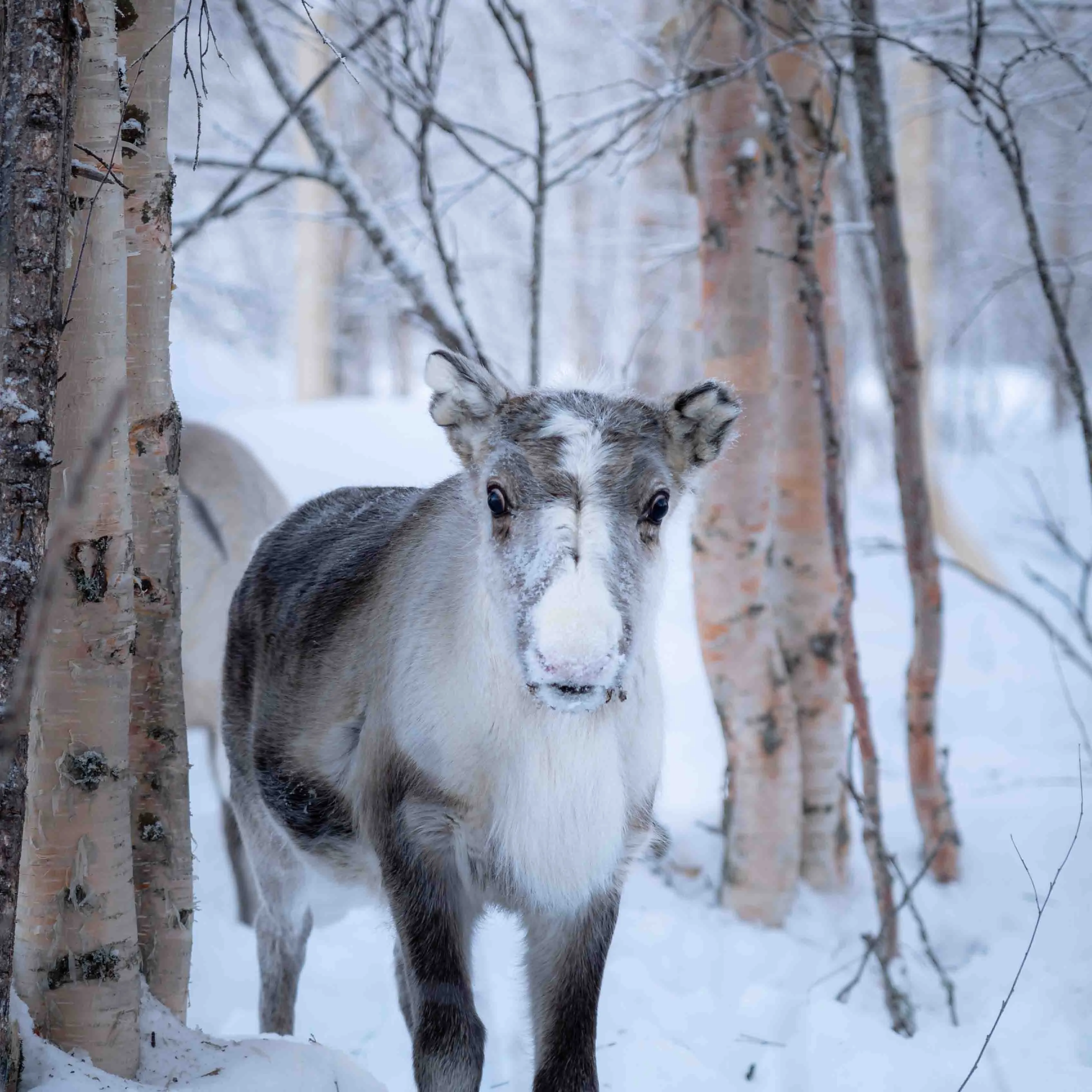 Reindeer in the Arctic winter